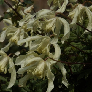 Clematis alpina subsp sibirica